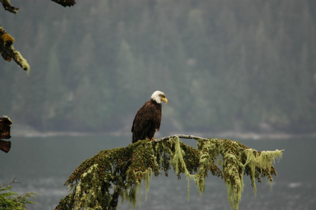 Bjorn Holm Villa Port Renfrew Luaran gambar